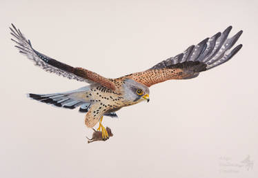 Kestrel watercolour painting