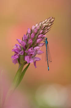 Common blue Damselfly on Marsh Orchid