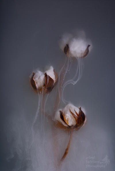 Threads by AngiWallace on DeviantArt