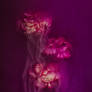 Submerged Carnations