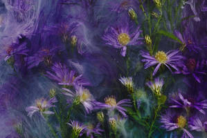Asters