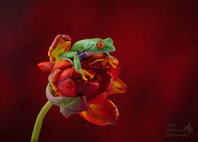 Red eyed tree frog