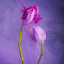 Submerged Tulips