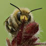 Forked tail flower bee