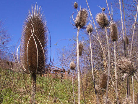 Cattails