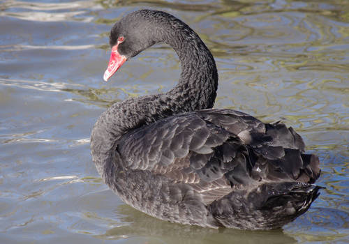 Black Swan