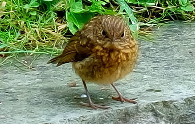 Juvenile Robin