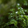 green snowflakes