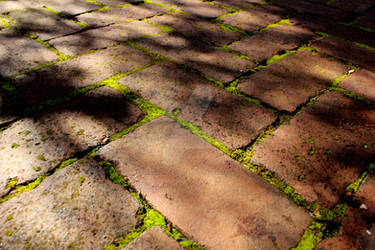 Moss and shadows