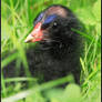 Moorhen Portrait I - Chick