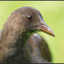 Moorhen Portrait II - Juvenile