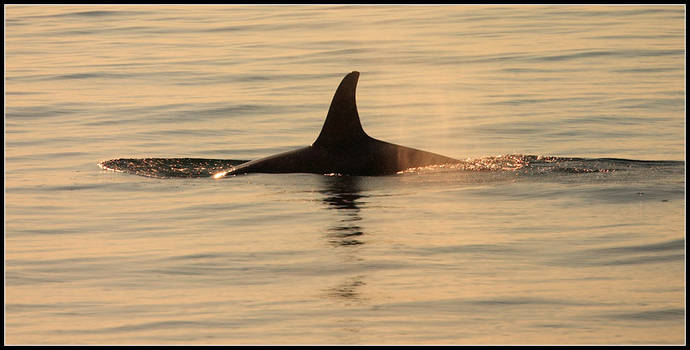 Orca At Sunset