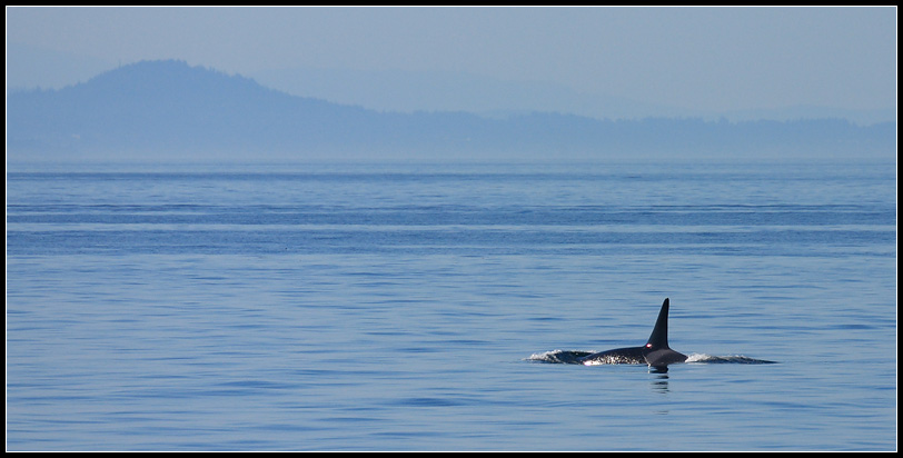 Orca Seascape