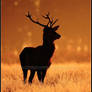 Backlit Stag At Dawn