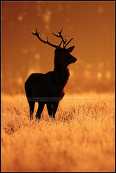 Backlit Stag At Dawn