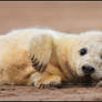Grey Seal Pup