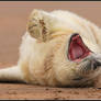 Sleepy Grey Seal Pup