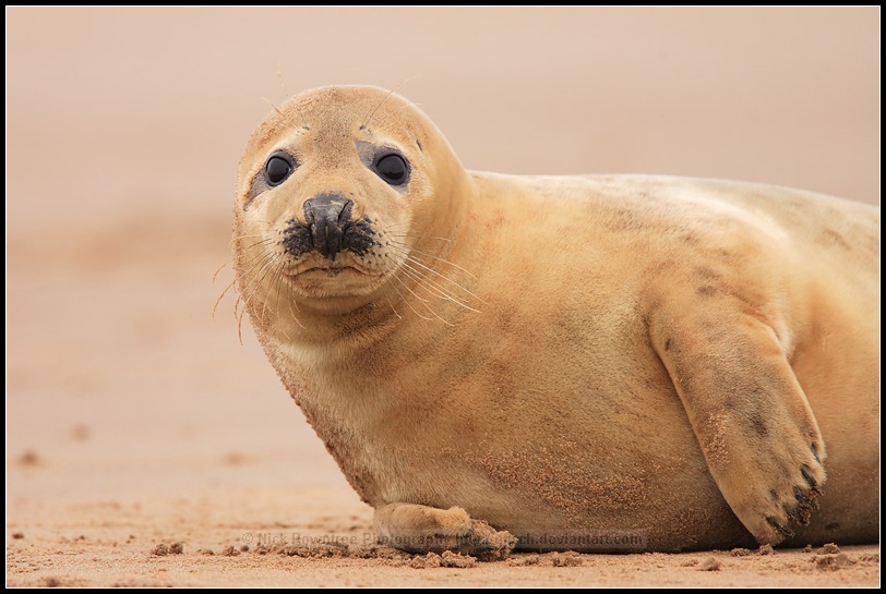 Grey Seal