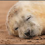 Seal Pup Fast Asleep