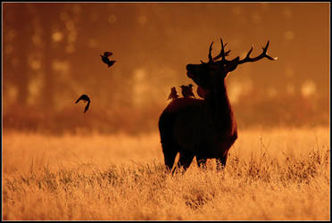 Calling His Feathered Friends