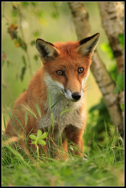 Juvenile Red Fox