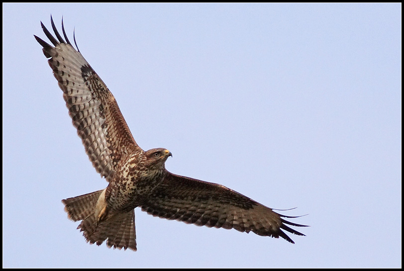 Buteo buteo