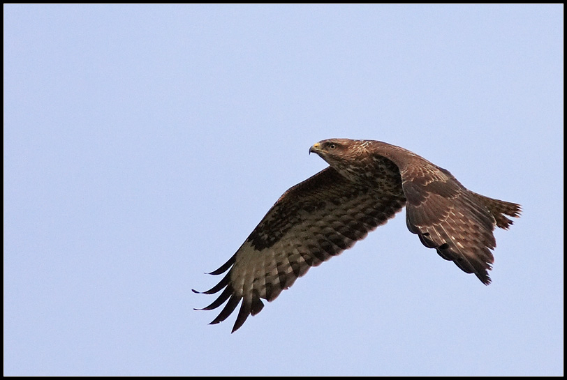 Buzzard II