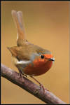 Mr Redbreast by nitsch