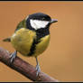 Great Tit II