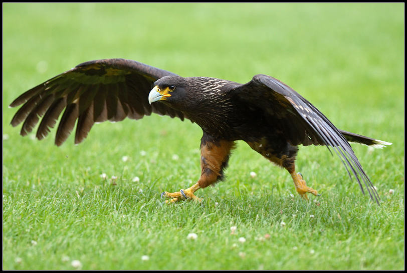 Striated Caracara