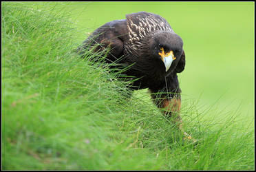 Striated Caracara II