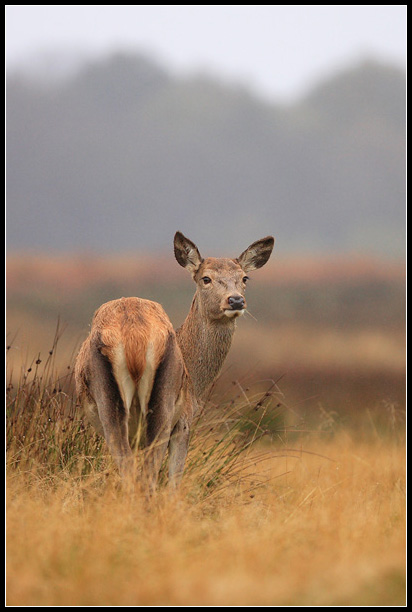 Rain Deer I