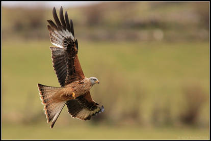 Gigrin Farm - Red Kite II