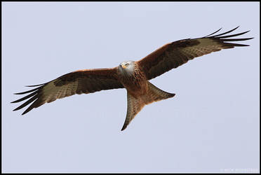 Red Kite VII