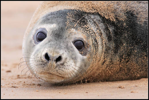 Juvenile Grey Seal