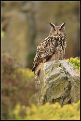 Moorland Eagle Owl
