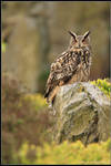 Moorland Eagle Owl by nitsch