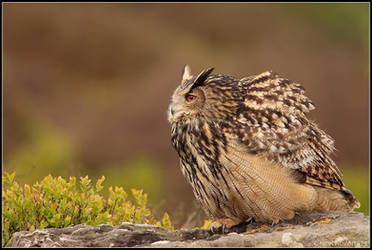 Moorland Eagle Owl II