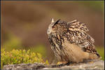 Moorland Eagle Owl II by nitsch