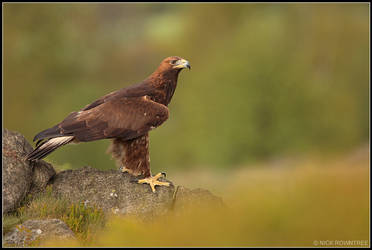 Male Golden Eagle II