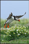 Puffin Landing by nitsch