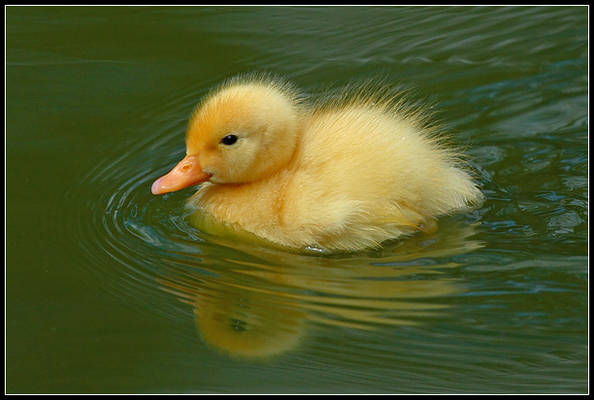 Fuzzy Duck