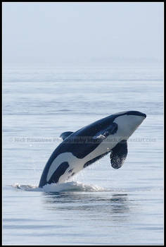 Leaping Wild Orca