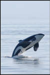 Leaping Wild Orca by nitsch