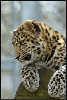 Milena the Amur Leopard Cub