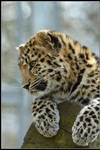 Milena the Amur Leopard Cub by nitsch