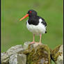 The Oystercatcher