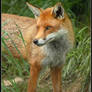 Red Fox