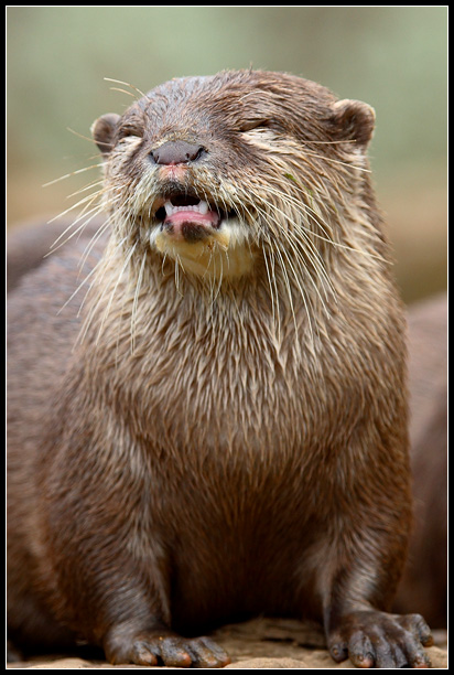 The Smiling Short Clawed Otter