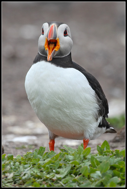 Puffin Calling by nitsch